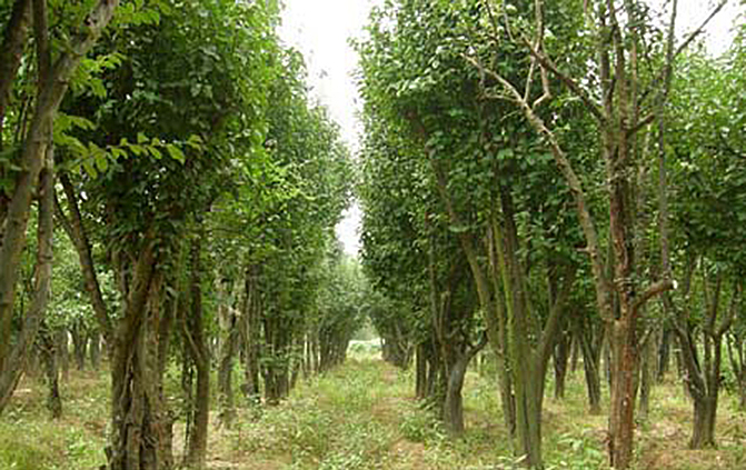 1495504705123587.jpg 5.jpg