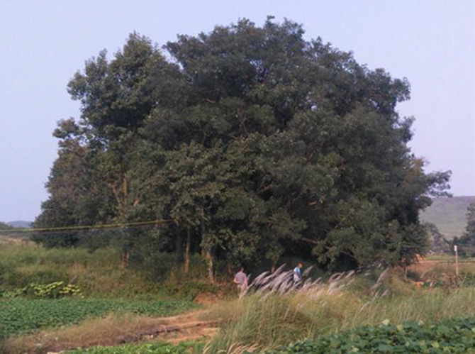 1500599383976132.jpg 2017-3-24-1d8f3de1b89f48cbbf9d458f8565473a.jpg