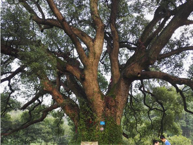 1500599456213179.jpg 2017-3-24-92e6d657bd594f769e570042ce5b2f17.jpg