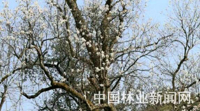 1500608727136212.jpg 2017-3-1-342508e87ad546ce9ee47071435239d7.jpg