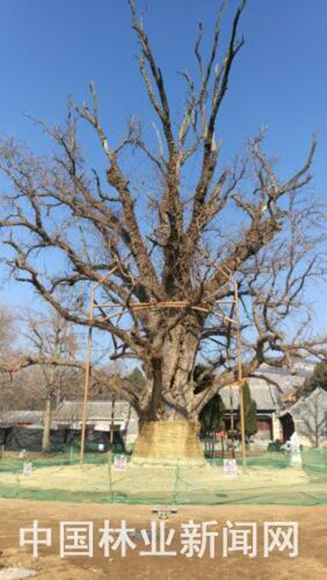 1500615963214513.jpg 2017-1-17-4b33685facd54d149b76dfd41c5fa905.jpg