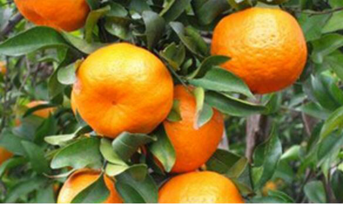 1500616327139332.jpg 2017-1-12-e5acce4e25ff44b5a77eea251633ea63.jpg