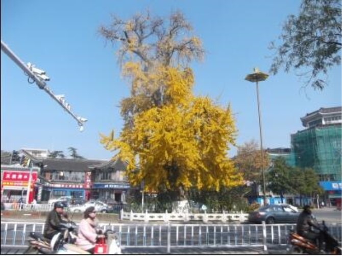 1500620204126676.jpg 银杏6ba2ce.jpg