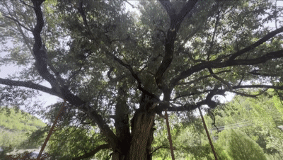 9.gif