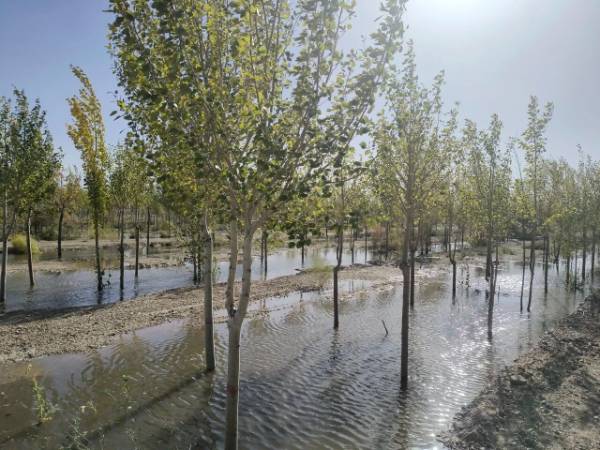 1762411937804321.jpg 3.jpg