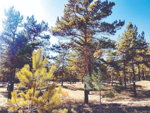 1763016864725568.jpg 1.jpg