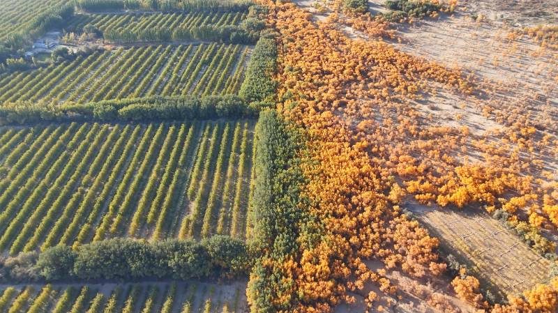 1768540317382572.jpg 62.jpg