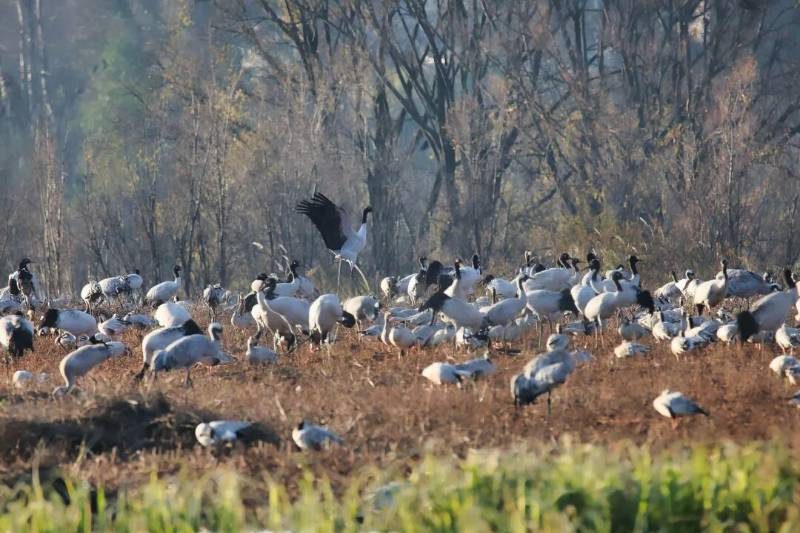 1768550867910145.jpg 1.jpg