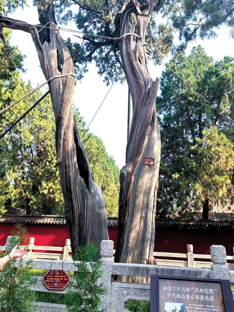 1769752275328692.jpg 1.jpg