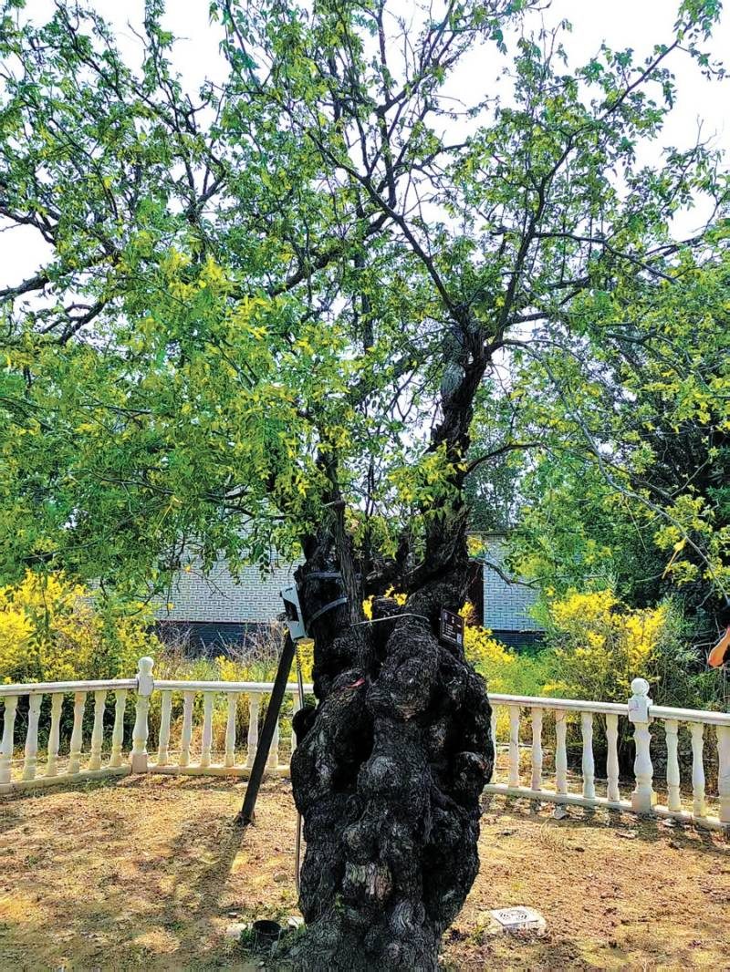 1769752331286749.jpg 4.jpg