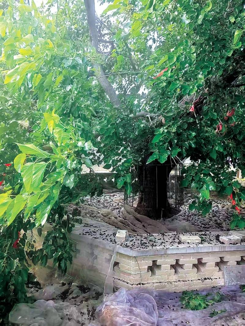 1769752348369566.jpg 5.jpg