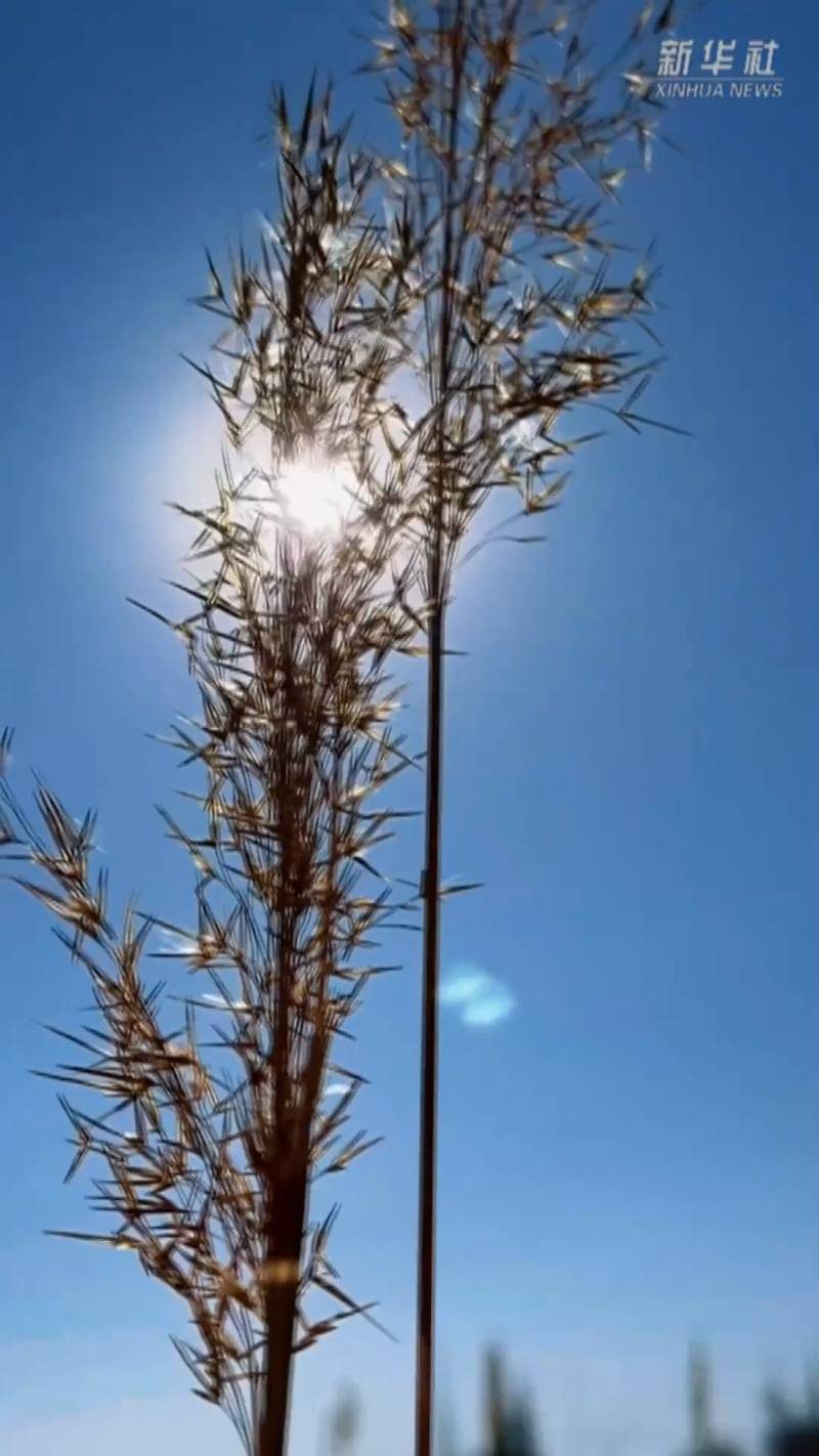 1770000783470691.jpg 11.jpg