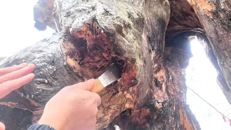 1770173579479928.jpg 5.jpg